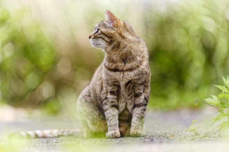 S-Pro70-200F2.8で撮影 なんて描写してくれるんだと思った一枚